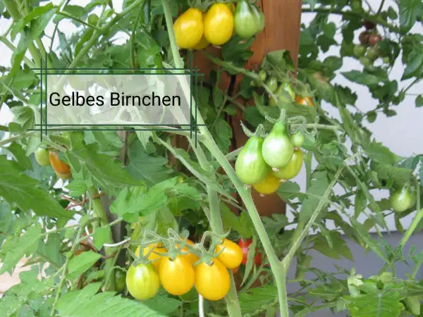 Tomaten: Gelbes Birnchen