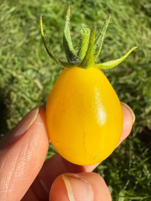 Tomaten: Gelbes Birnchen