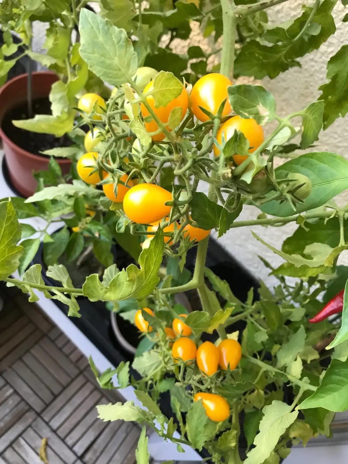 Tomaten: Gelbes Birnchen