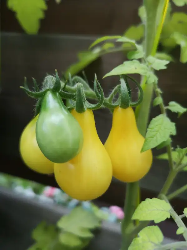 Tomaten: Gelbes Birnchen