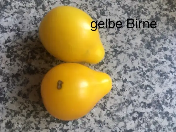 Tomaten: Gelbes Birnchen