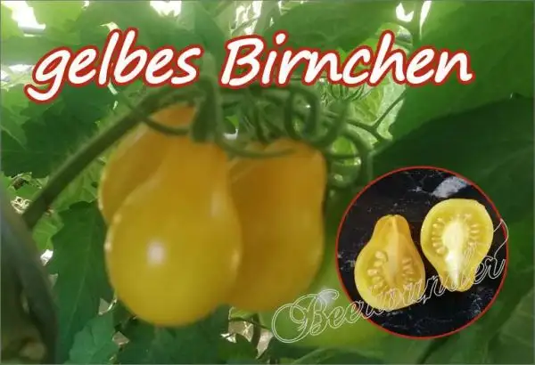 Tomaten: Gelbes Birnchen