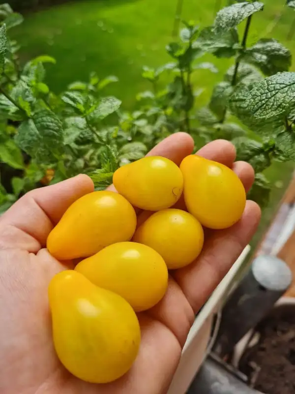 Tomaten: Gelbes Birnchen