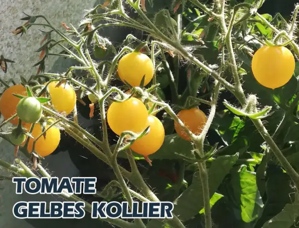 Tomaten: gelbes Kollier