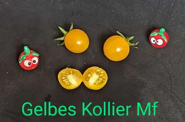 Tomaten: gelbes Kollier