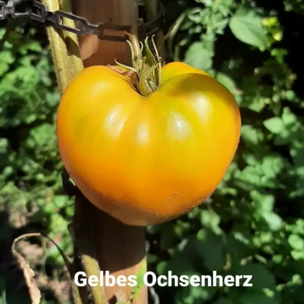 Tomaten: Gelbes Ochsenherz