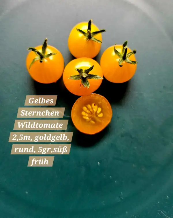 Tomaten: Gelbes Sternchen