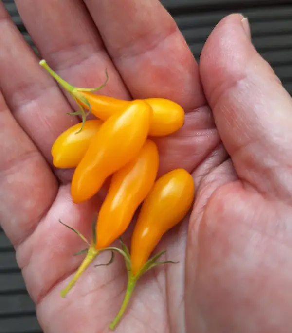 Tomaten: Gelbes Würmchen