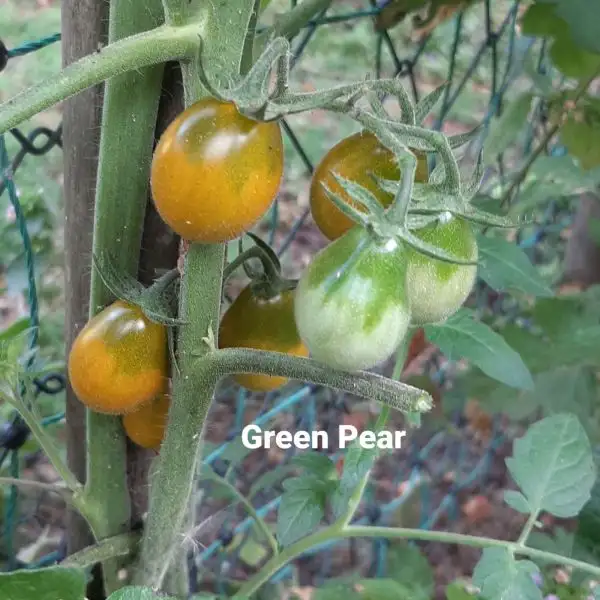 Tomaten: Gelbgrüne Birne