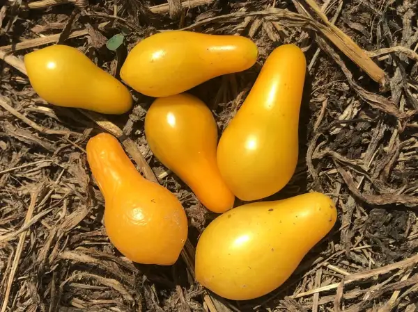 Tomaten: Geld Dettilwein