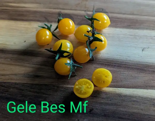 Tomaten: Gele Bes