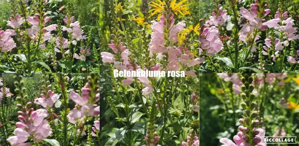 Blumen: Gelenkblume - Rosa