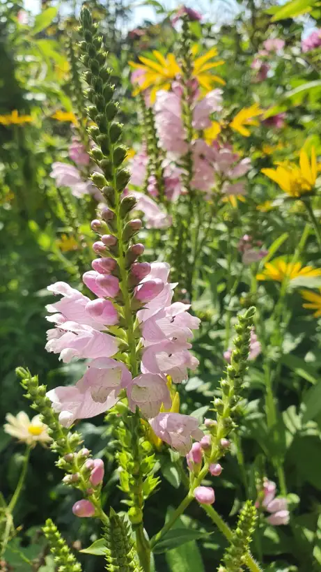 Blumen: Gelenkblume - Rosa