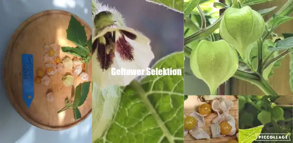 Physalis: Geltower Selektion