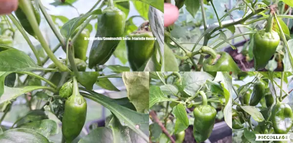 Chili / Paprika: Gemüsechili Friariello Nocera