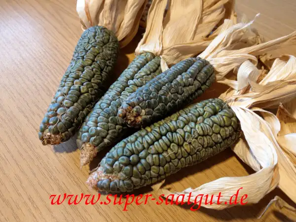 Mais: Gemüsemais Oaxacan Green