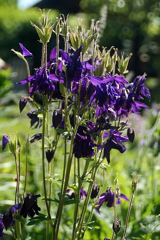 Blumen: Gemeine Akelei