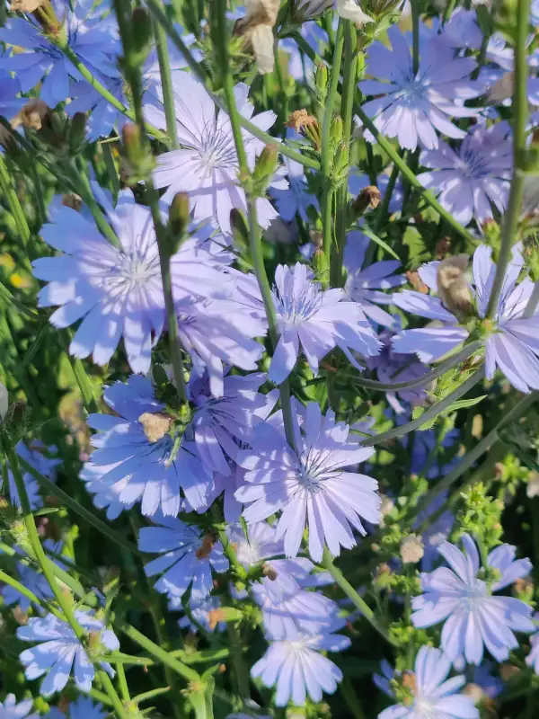 Blumen: Gemeine Wegwarte