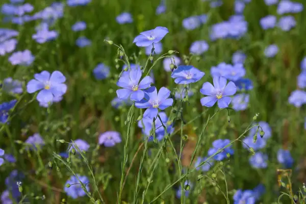 Blumen: Gemeiner Lein (Flachs)