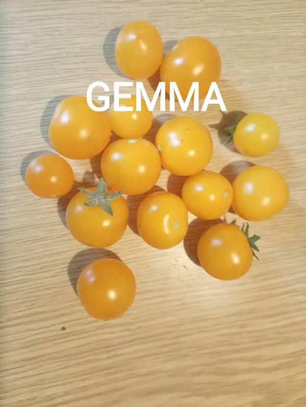 Tomaten: Gemma