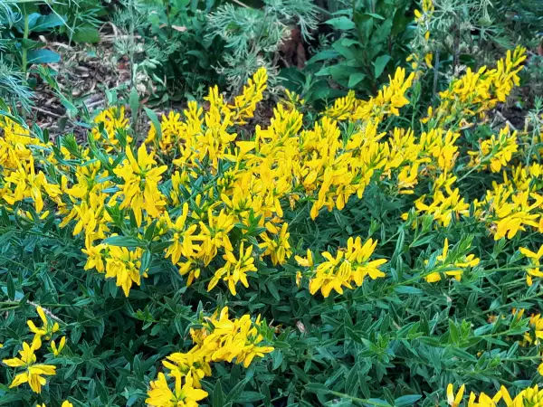 Stauden / Gehölz: Genista tinctoria 