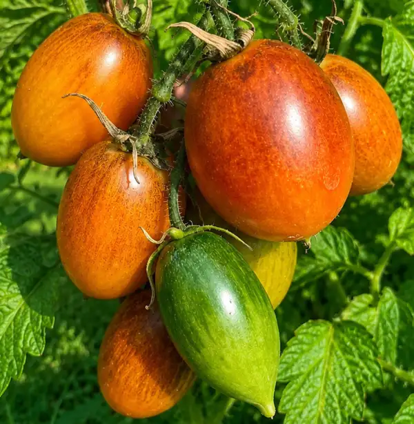 Tomaten: Gentle Confiture