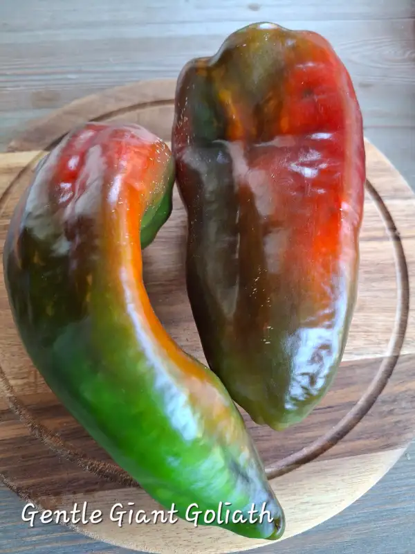 Chili / Paprika: Gentle Giant Goliath