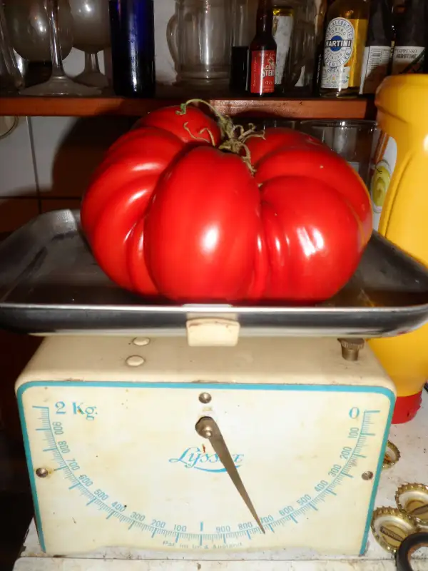 Tomaten: George Detsikas Italian Red ( Kat# 2412 )