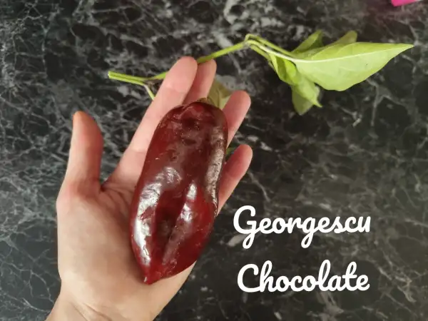 Chili / Paprika: Georgescu Chocolate (2023) Paprika