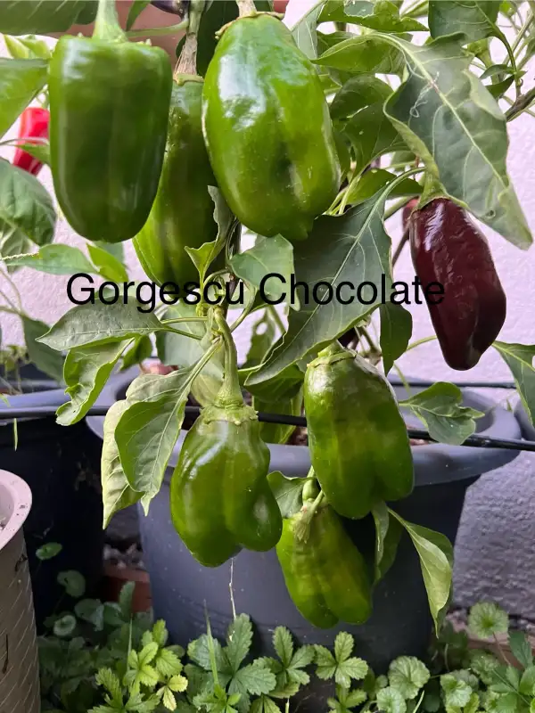 Chili / Paprika: Georgescu Chocolate