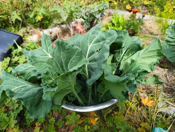 Kohl: Georgia Southern, Blattkohl