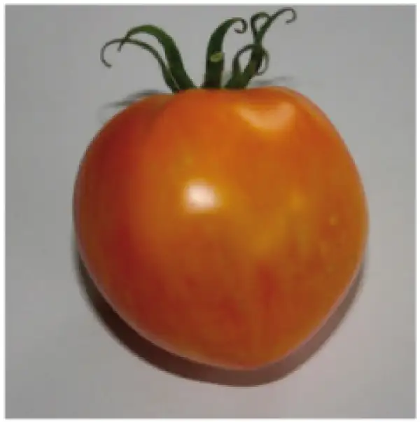 Tomaten: Georgia Streak