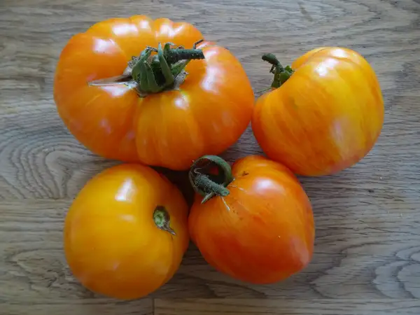 Tomaten: Georgia Streak