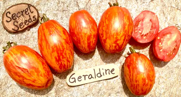 Tomaten: Geraldine