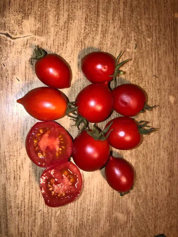 Tomaten: Geranium Kiss