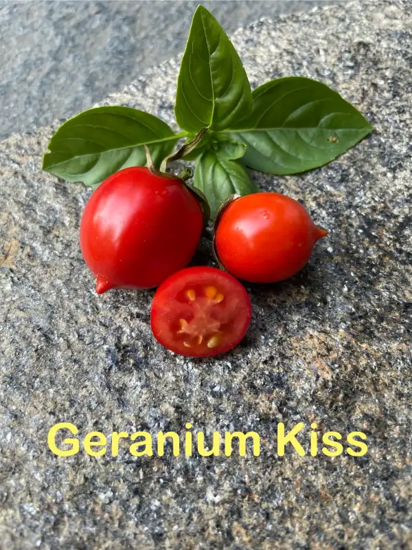 Tomaten: Geranium Kiss