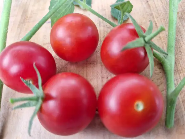 Tomaten: Geranium Kiss