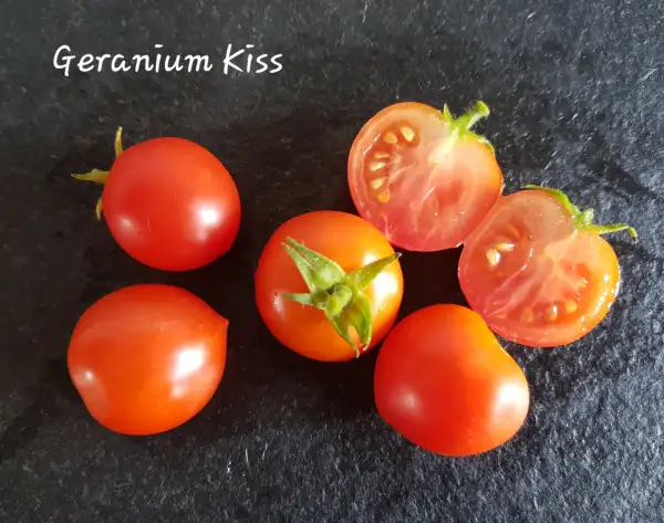 Tomaten: Geranium Kiss
