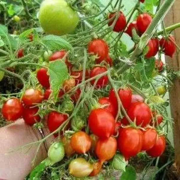 Tomaten: Geranium Kiss