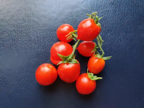 Tomaten: Geranium Kiss