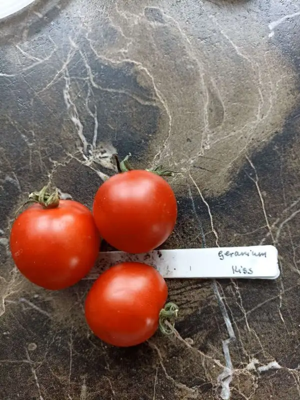 Tomaten: Geranium Kiss