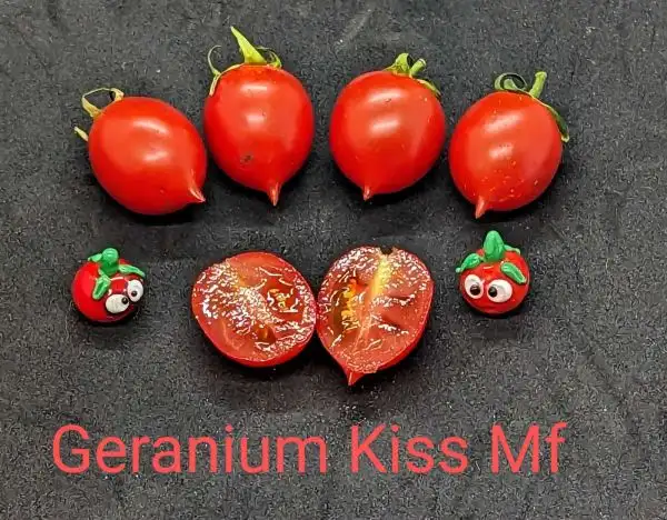 Tomaten: Geranium Kiss