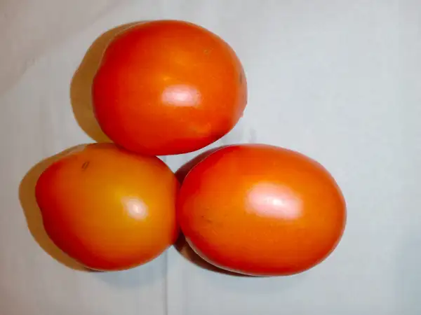 Tomaten: Gerasdorfer