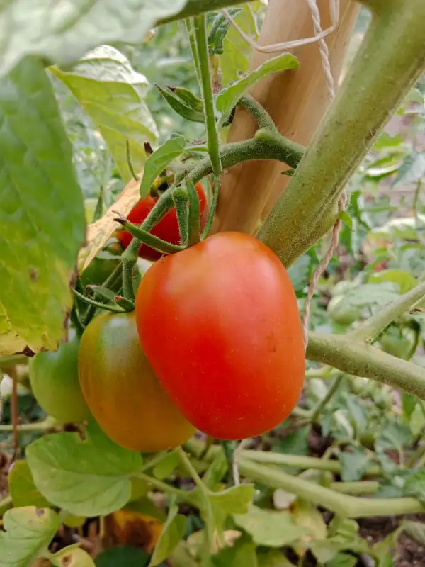 Tomaten: Gerasdorfer