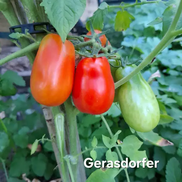 Tomaten: Gerasdorfer