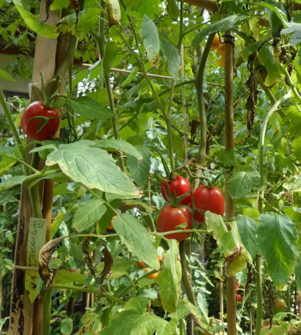 Tomaten: Gerasdorfer ( Kat# 2638 )