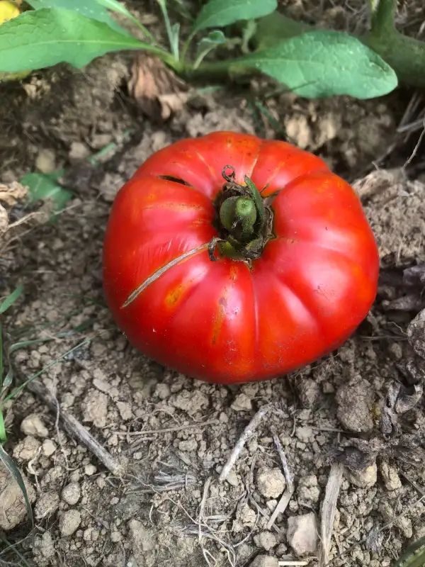 Tomaten: Germaid Red