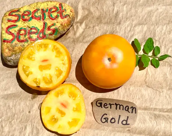 Tomaten: German Gold