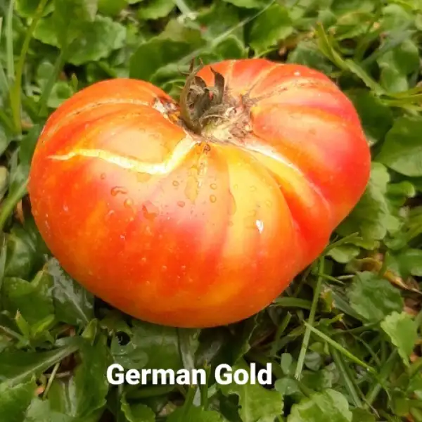 Tomaten: German Gold