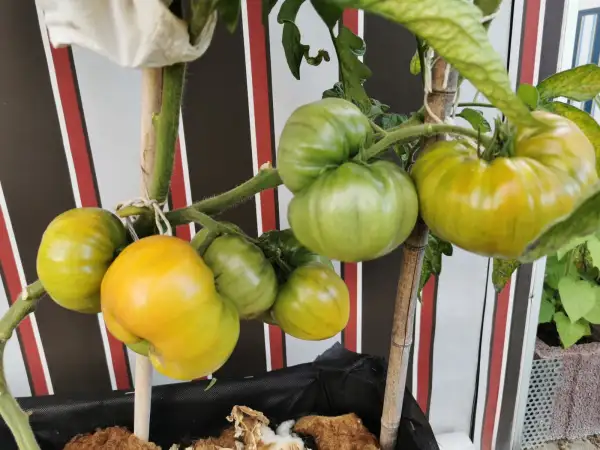 Tomaten: German Gold